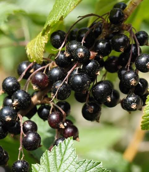 African Kahawa Blend